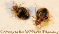 Bed bugs. Photo courtesy of NMPA- Pestworld.org