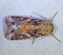 Fall Armyworm moth
