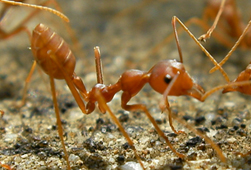 Native Fire Ants